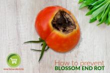 Blossom end rot